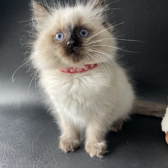 chaton Ragdoll seal point Urfée Les Ragdolls de la Croisette