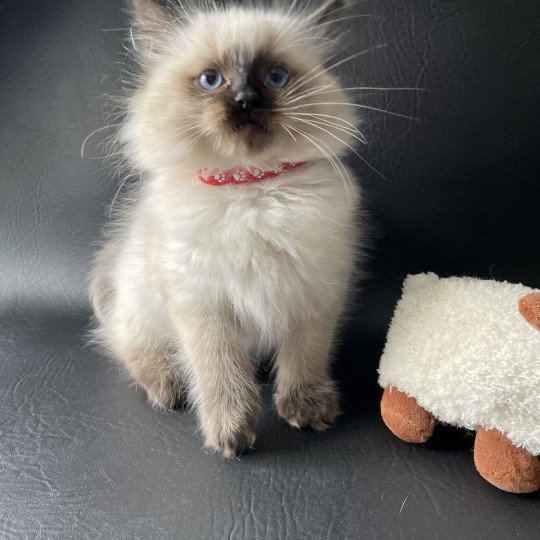 chaton Ragdoll seal point Urfée Les Ragdolls de la Croisette