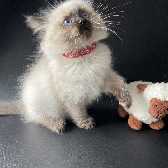 chaton Ragdoll seal point Urfée Les Ragdolls de la Croisette