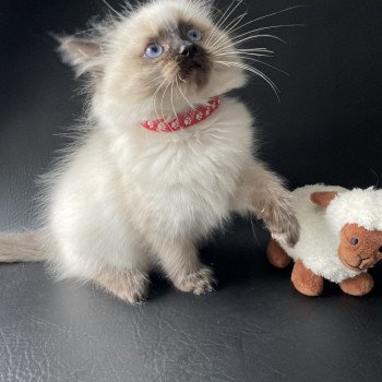 chaton Ragdoll seal point Urfée Les Ragdolls de la Croisette