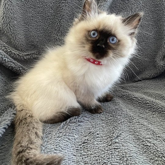 chaton Ragdoll seal point Urfée Les Ragdolls de la Croisette