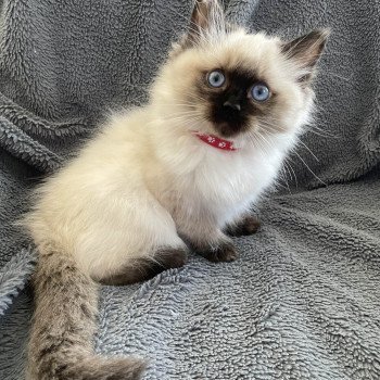 chaton Ragdoll seal point Urfée Les Ragdolls de la Croisette