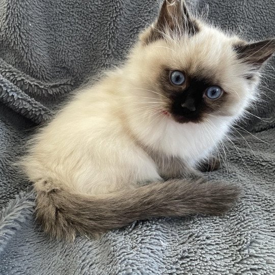 chaton Ragdoll seal point Urfée Les Ragdolls de la Croisette