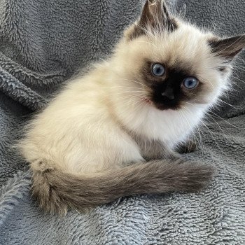 chaton Ragdoll seal point Urfée Les Ragdolls de la Croisette