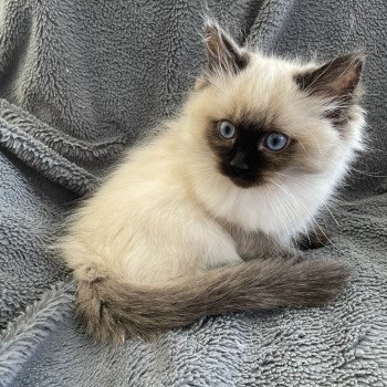 chaton Ragdoll seal point Urfée Les Ragdolls de la Croisette