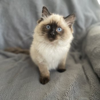 chaton Ragdoll seal point Urfée Les Ragdolls de la Croisette