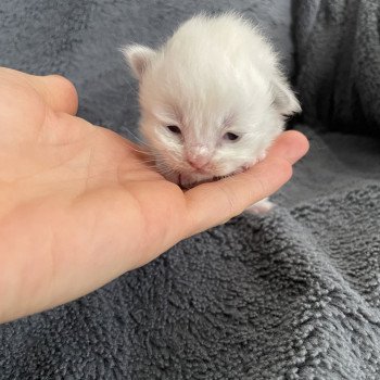 chaton Ragdoll rouge Les Ragdolls de la Croisette chaton Ragdoll rouge Les Ragdolls de la Croisette