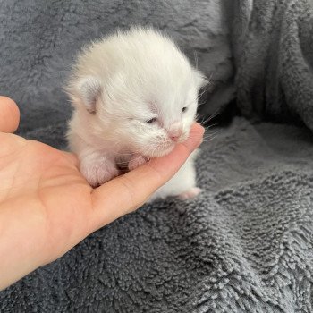 chaton Ragdoll rouge Les Ragdolls de la Croisette chaton Ragdoll rouge Les Ragdolls de la Croisette