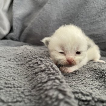 chaton Ragdoll rouge Les Ragdolls de la Croisette chaton Ragdoll rouge Les Ragdolls de la Croisette