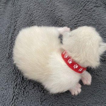 chaton Ragdoll rouge Les Ragdolls de la Croisette chaton Ragdoll rouge Les Ragdolls de la Croisette