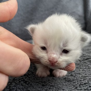 chaton Ragdoll rouge Les Ragdolls de la Croisette chaton Ragdoll rouge Les Ragdolls de la Croisette