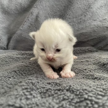 chaton Ragdoll rouge Les Ragdolls de la Croisette chaton Ragdoll rouge Les Ragdolls de la Croisette
