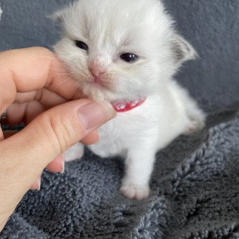 chaton Ragdoll rouge Les Ragdolls de la Croisette chaton Ragdoll rouge Les Ragdolls de la Croisette