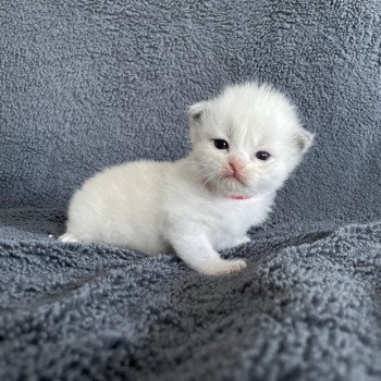 chaton Ragdoll rouge Les Ragdolls de la Croisette chaton Ragdoll rouge Les Ragdolls de la Croisette