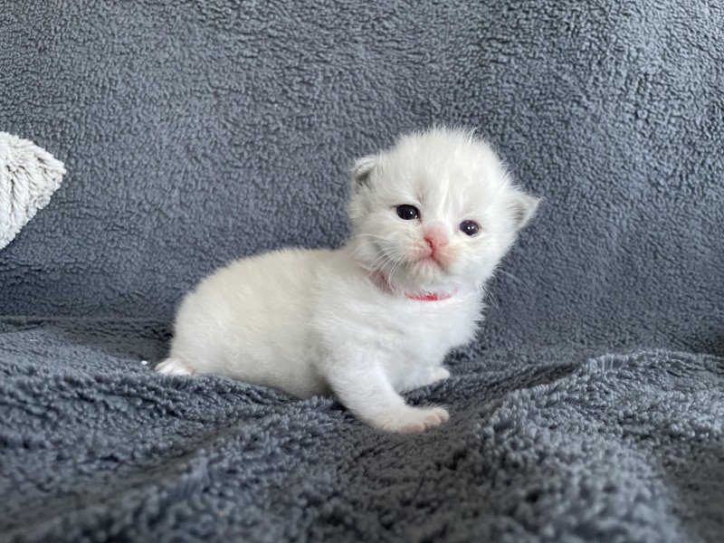 rouge De La Croisette Femelle Ragdoll