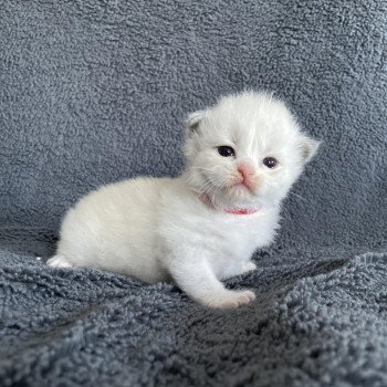 chaton Ragdoll rouge Les Ragdolls de la Croisette chaton Ragdoll rouge Les Ragdolls de la Croisette