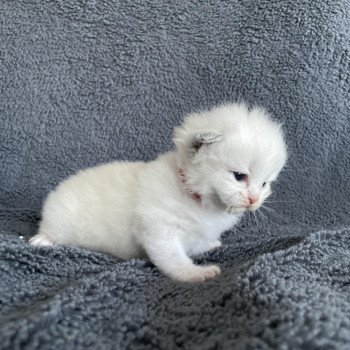 chaton Ragdoll rouge Les Ragdolls de la Croisette chaton Ragdoll rouge Les Ragdolls de la Croisette