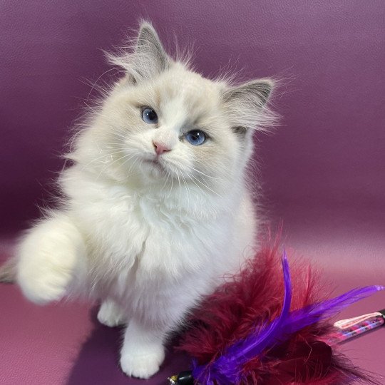 U'mour De La Croisette Femelle Ragdoll