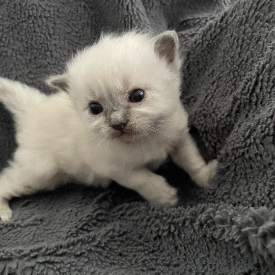 chaton Ragdoll rouge Les Ragdolls de la Croisette