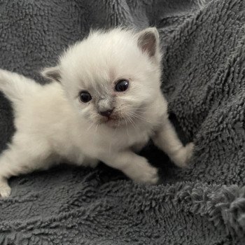 chaton Ragdoll rouge Les Ragdolls de la Croisette chaton Ragdoll rouge Les Ragdolls de la Croisette