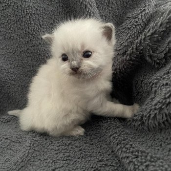 chaton Ragdoll rouge Les Ragdolls de la Croisette chaton Ragdoll rouge Les Ragdolls de la Croisette