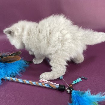 chaton Ragdoll rouge Les Ragdolls de la Croisette chaton Ragdoll rouge Les Ragdolls de la Croisette