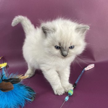 chaton Ragdoll rouge Les Ragdolls de la Croisette chaton Ragdoll rouge Les Ragdolls de la Croisette