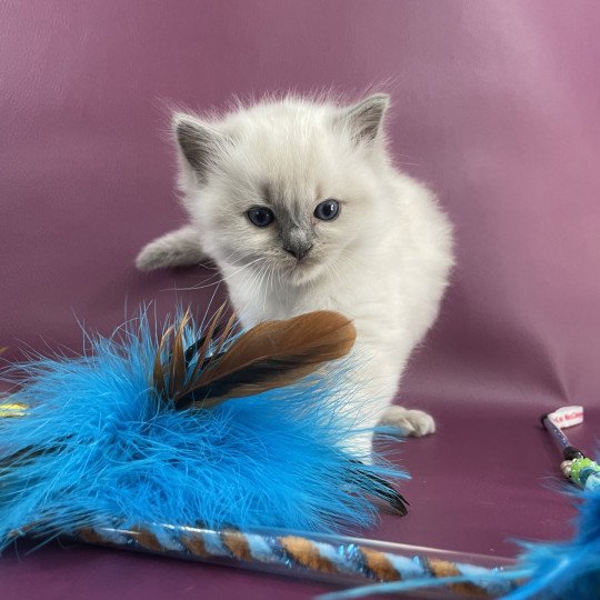 chaton Ragdoll rouge Les Ragdolls de la Croisette