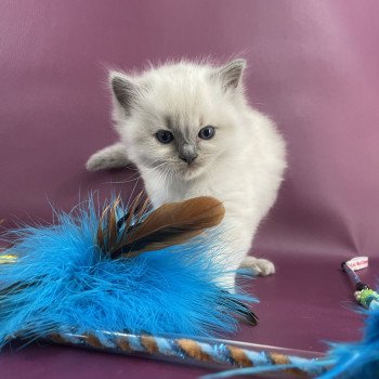 chaton Ragdoll rouge Les Ragdolls de la Croisette chaton Ragdoll rouge Les Ragdolls de la Croisette
