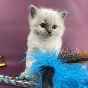 chaton Ragdoll rouge Les Ragdolls de la Croisette chaton Ragdoll rouge Les Ragdolls de la Croisette