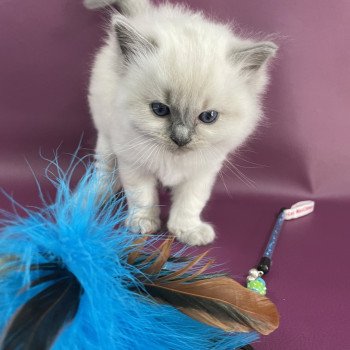 chaton Ragdoll rouge Les Ragdolls de la Croisette chaton Ragdoll rouge Les Ragdolls de la Croisette