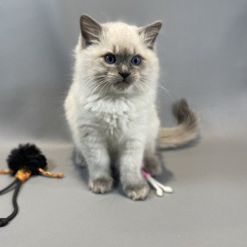 chaton Ragdoll blue point Velvet Les Ragdolls de la Croisette chaton Ragdoll blue point Velvet Les Ragdolls de la Croisette