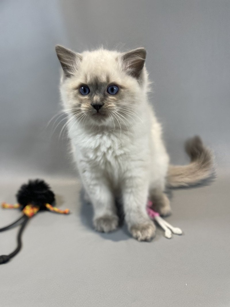Velvet De La Croisette Mâle Ragdoll
