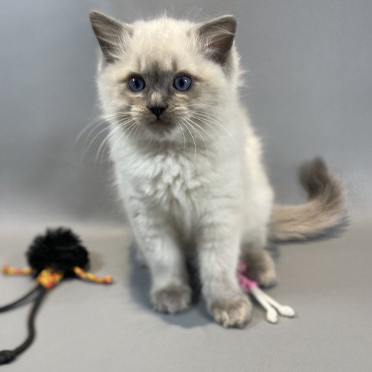 Velvet De La Croisette Mâle Ragdoll