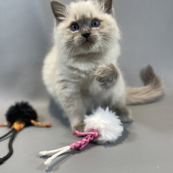 chaton Ragdoll blue point Velvet Les Ragdolls de la Croisette chaton Ragdoll blue point Velvet Les Ragdolls de la Croisette