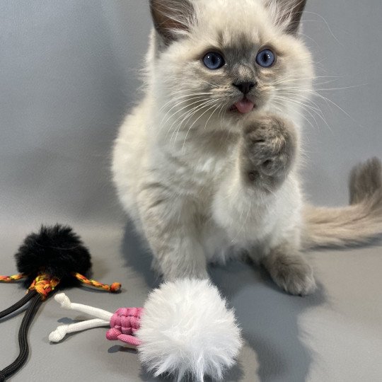 chaton Ragdoll blue point Velvet Les Ragdolls de la Croisette