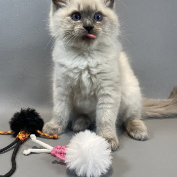 chaton Ragdoll blue point Velvet Les Ragdolls de la Croisette chaton Ragdoll blue point Velvet Les Ragdolls de la Croisette