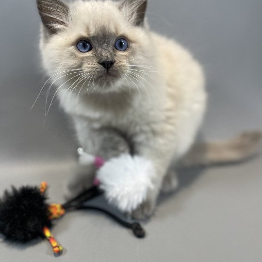 chaton Ragdoll blue point Velvet Les Ragdolls de la Croisette