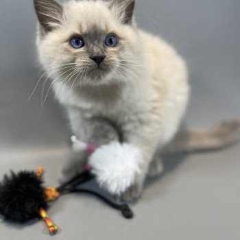 chaton Ragdoll blue point Velvet Les Ragdolls de la Croisette chaton Ragdoll blue point Velvet Les Ragdolls de la Croisette