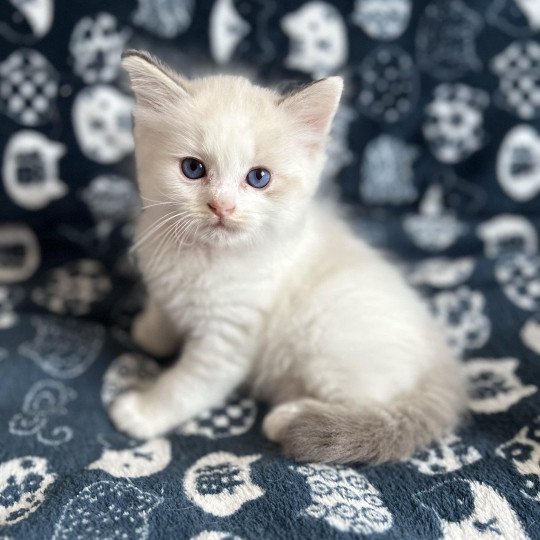 chaton Ragdoll rouge Les Ragdolls de la Croisette