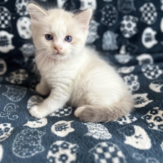 chaton Ragdoll rouge Les Ragdolls de la Croisette