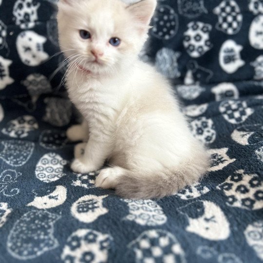 chaton Ragdoll rouge Les Ragdolls de la Croisette