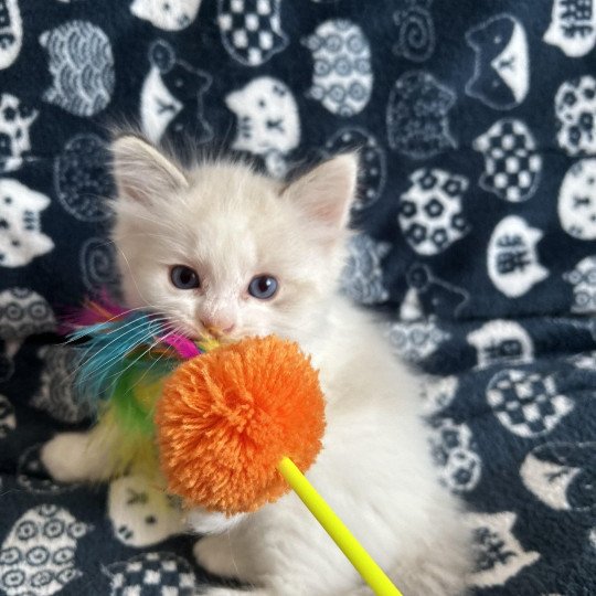 chaton Ragdoll rouge Les Ragdolls de la Croisette