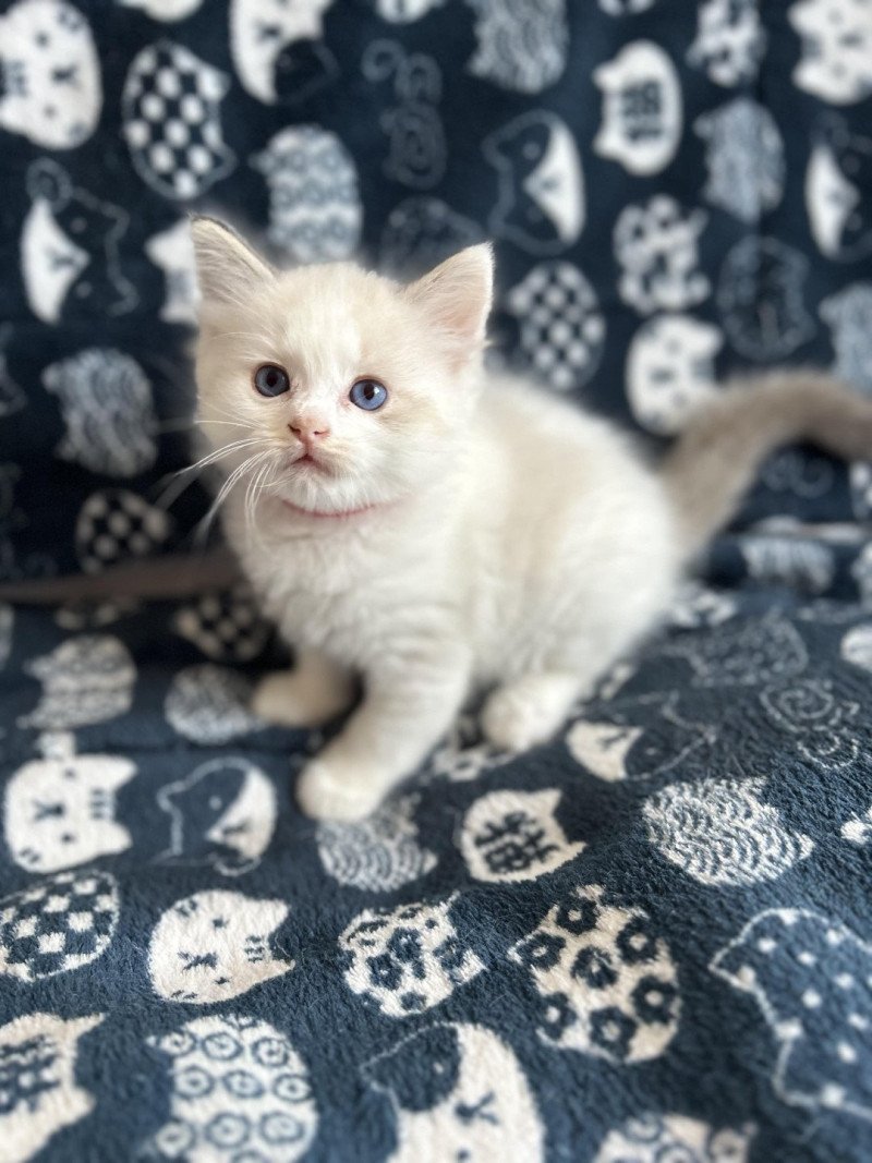 Yquem De La Croisette Mâle Ragdoll