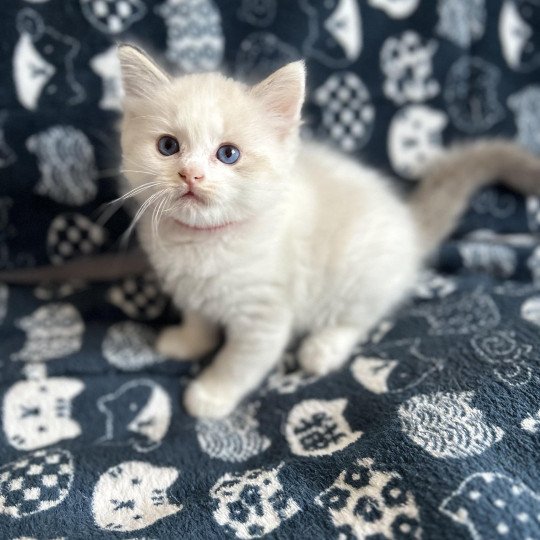 Yquem De La Croisette Mâle Ragdoll