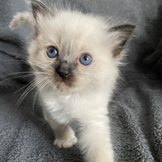 chaton Ragdoll seal point mitted Rouge Les Ragdolls de la Croisette