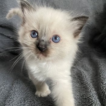 chaton Ragdoll seal point mitted Rouge Les Ragdolls de la Croisette chaton Ragdoll seal point mitted Rouge Les Ragdolls de la Croisette