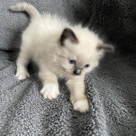 chaton Ragdoll seal point mitted Rouge Les Ragdolls de la Croisette