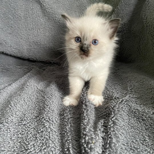 chaton Ragdoll seal point mitted Rouge Les Ragdolls de la Croisette
