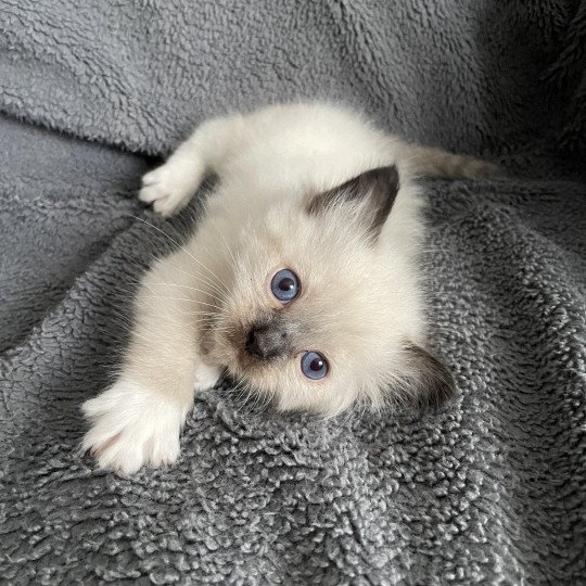 chaton Ragdoll seal point mitted Rouge Les Ragdolls de la Croisette